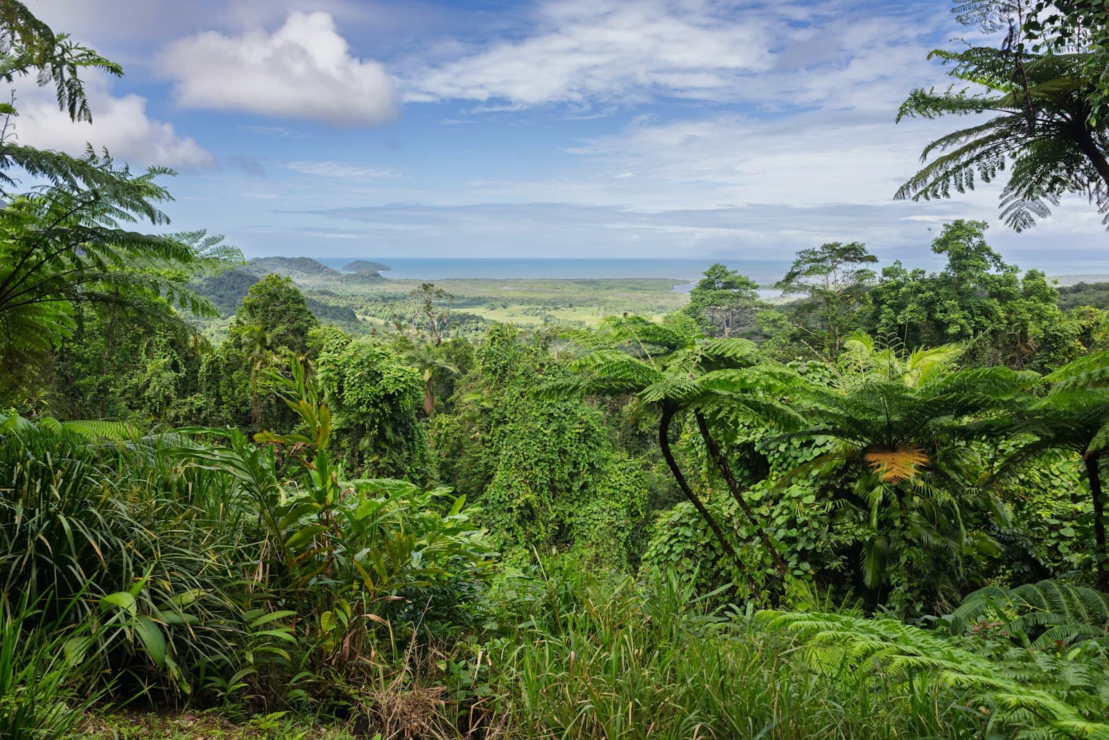 Where the Daintree rainforest meets the Coral Sea. Empty beach with rainforest running right to the sand, lone 4WD van in the distance. Cloudy tropical light, turquoise water.