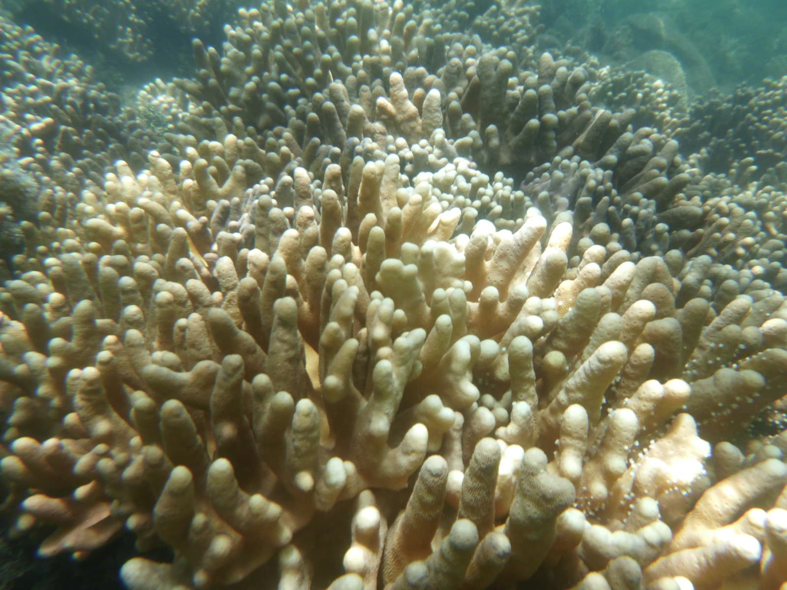 Outer reef snorkellers above a table coral garden, sunlight fractaled on the seabed, bright coral fish, clear deep blue beyond. Taken from above-water at a reef pontoon, rails in edge of frame.