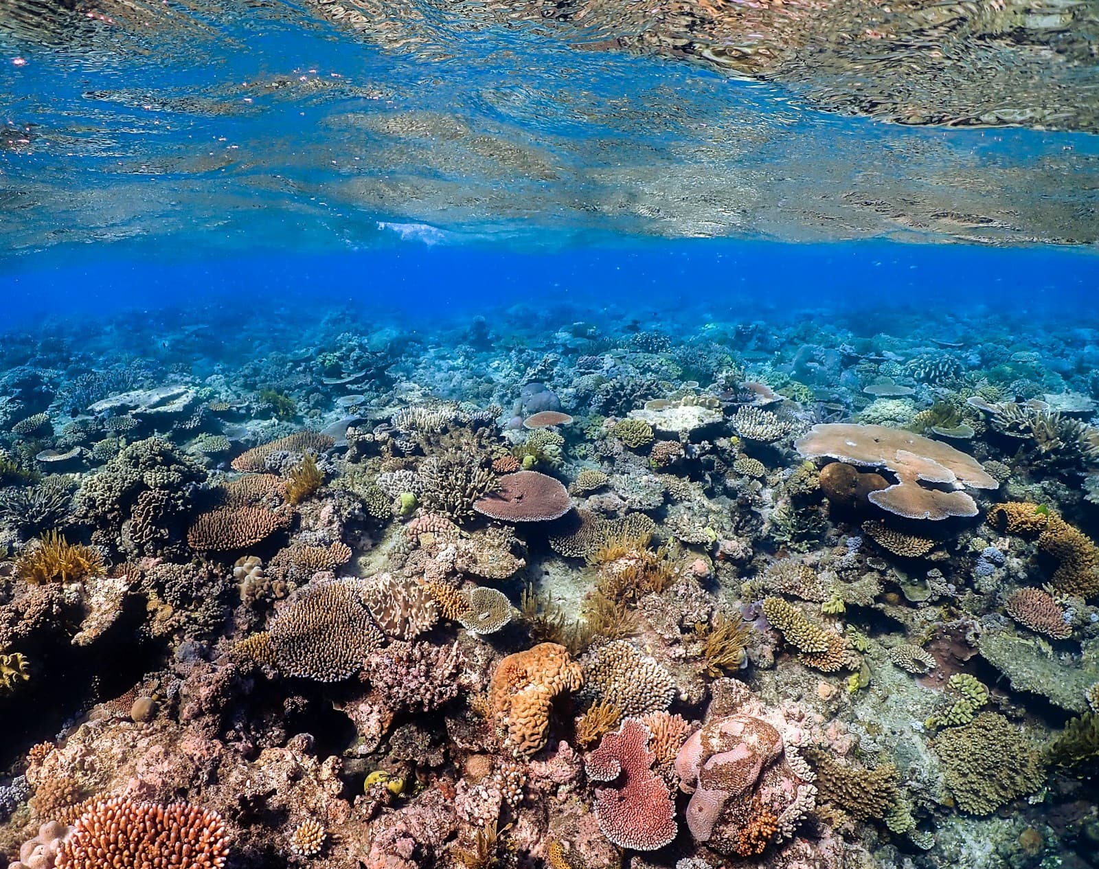 Pontoon anchored at Knuckle Reef, snorkellers in the water around it, outer reef visible below through clear water. Blue sky, no crowd, underwater observatory visible on the pontoon.