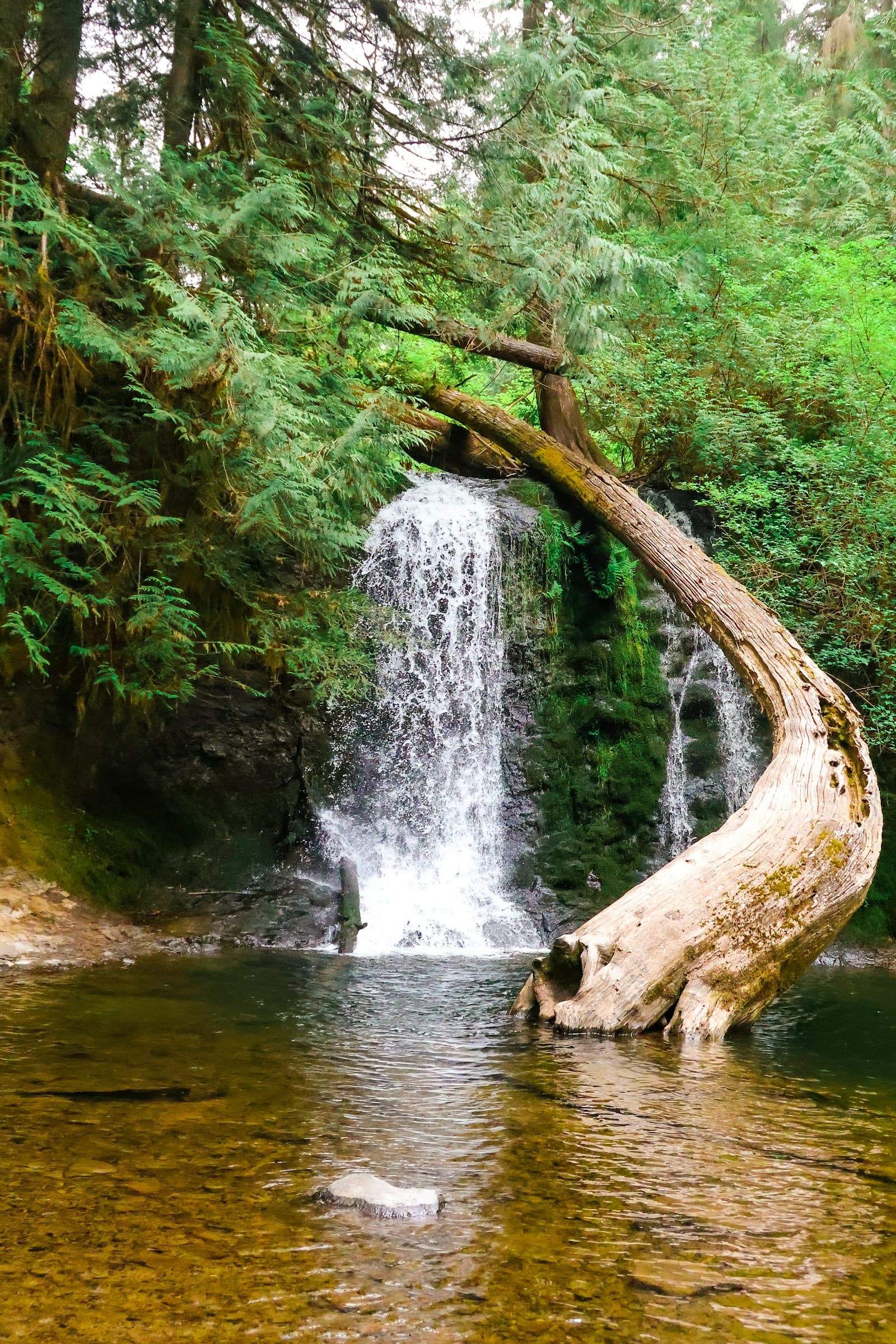 Clear freshwater rock pool at the base of a small waterfall in subtropical rainforest, swimmers on a flat rock ledge, dappled light filtering through trees.