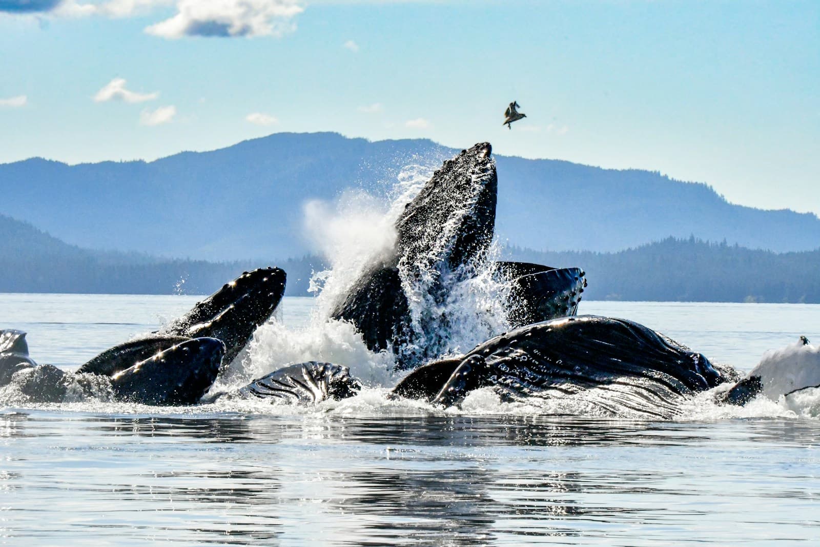 Humpback whale breaching fully clear of the water with a boat at respectful distance in the background, calm blue sea, east coast headland on the horizon.